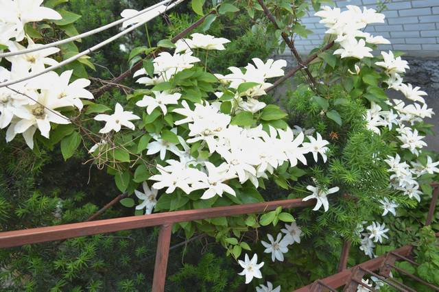 Чайная беседка