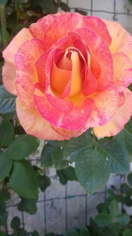 Чайная беседка