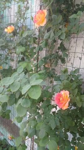 Чайная беседка