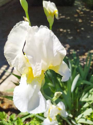 Чайная беседка