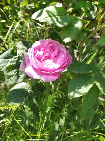 Чайная беседка