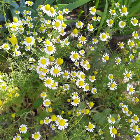 Чайная беседка