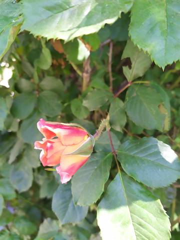 Чайная беседка