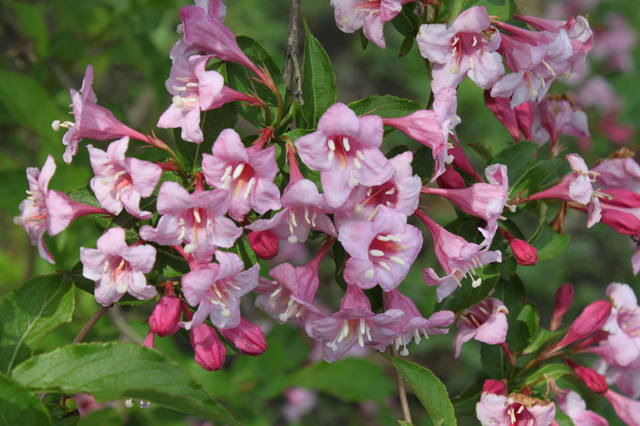 Чайная беседка