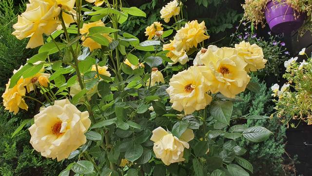 Публикувано изображение