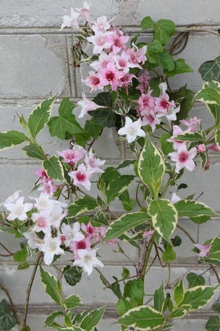 Чайная беседка