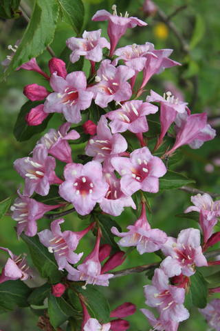 Чайная беседка