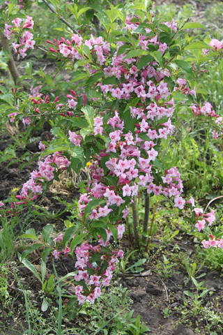 Чайная беседка