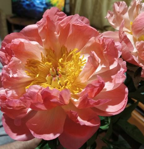 Чайная беседка