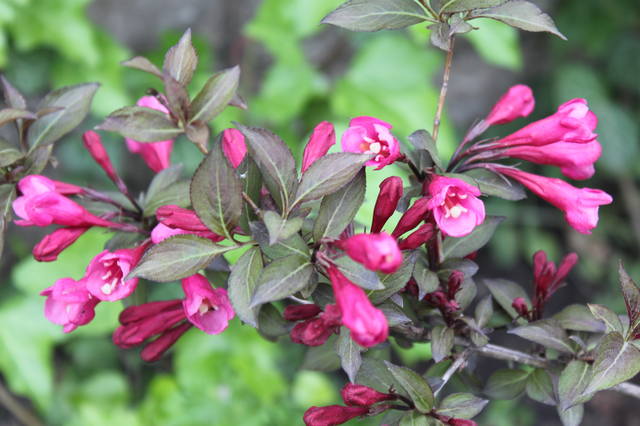 Чайная беседка