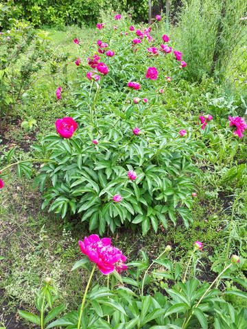 Чайная беседка