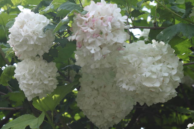 Чайная беседка