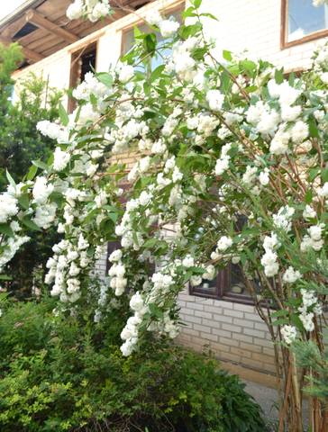 Чайная беседка