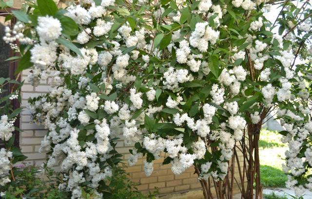 Чайная беседка