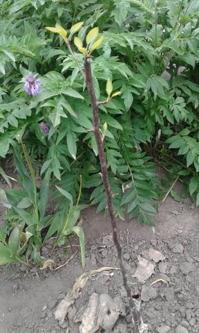 Чайная беседка