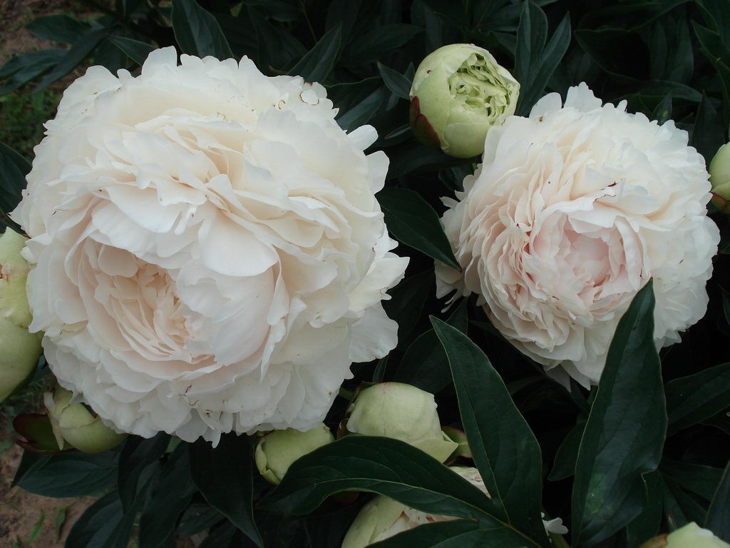 СОЛАНЖ 550 руб