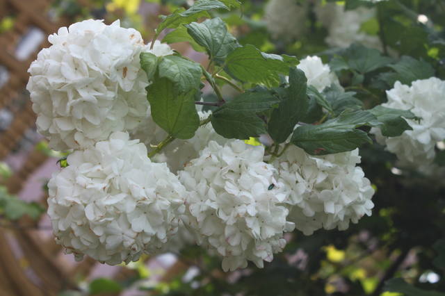 Чайная беседка