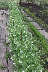 Чайная беседка