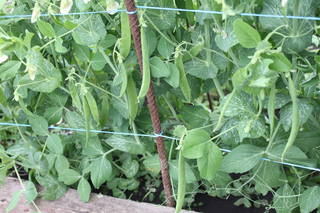 Чайная беседка