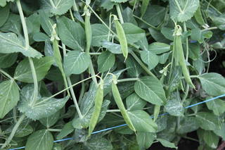 Чайная беседка