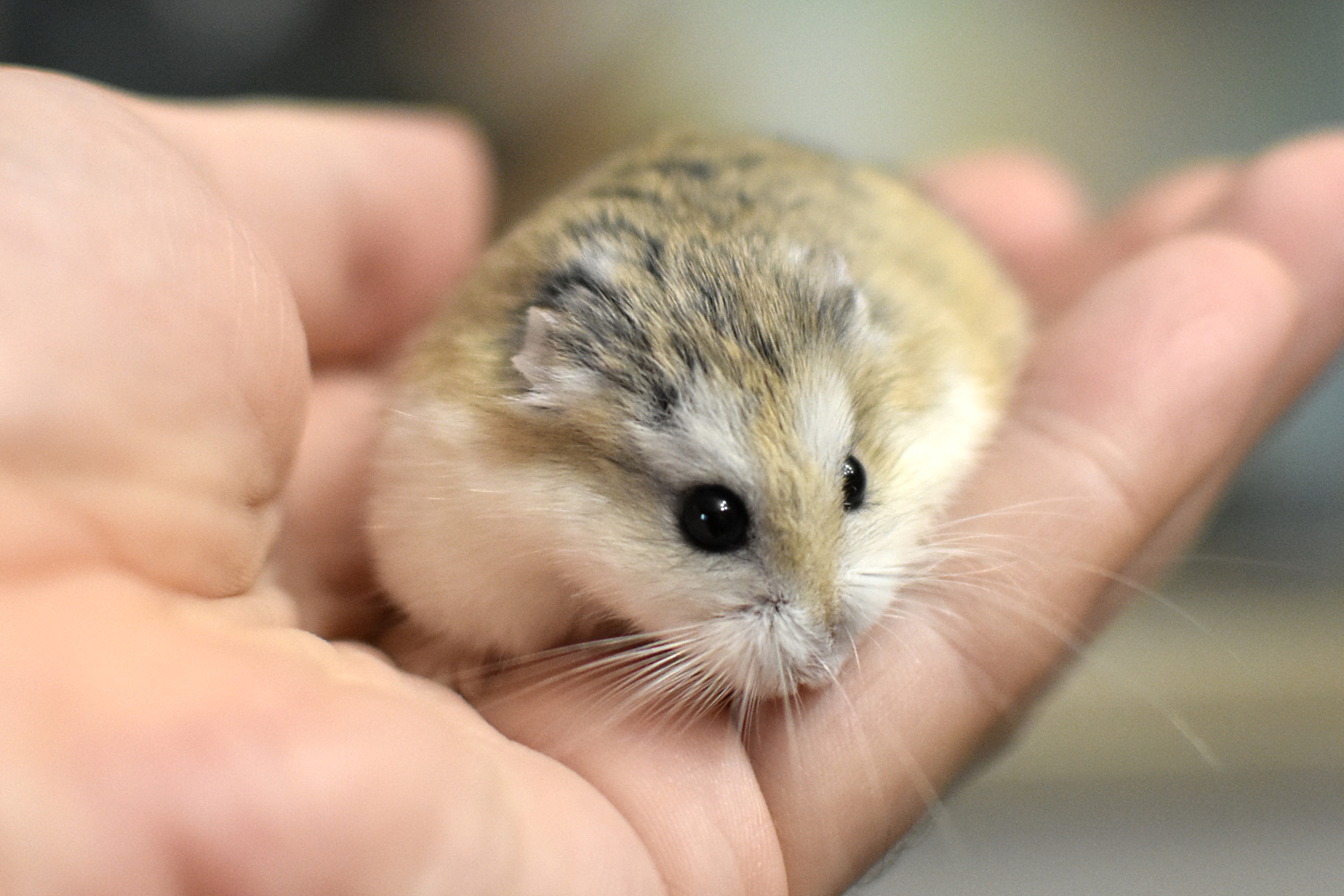 http://images.vfl.ru/ii/1590568469/9149e348/30634398.jpg