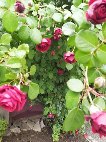 Чайная беседка