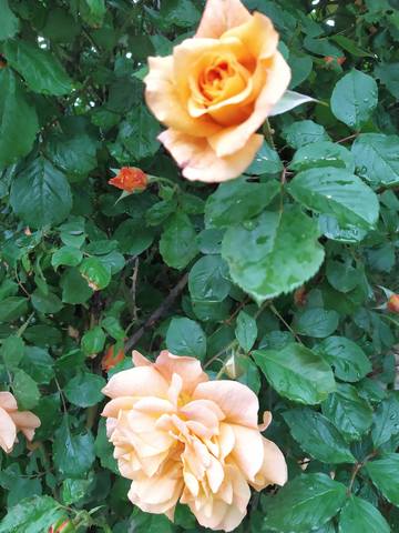 Чайная беседка