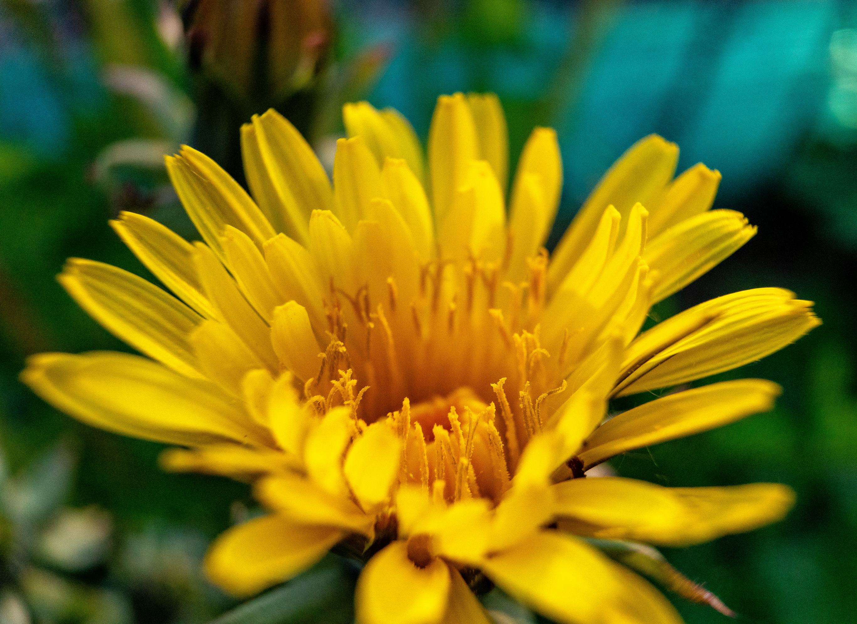 Цветы в Андреевке жёлтый FOK4620-1