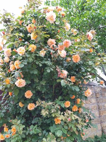 Чайная беседка