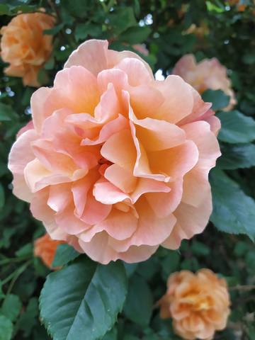 Чайная беседка