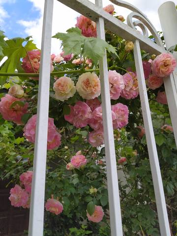 Чайная беседка