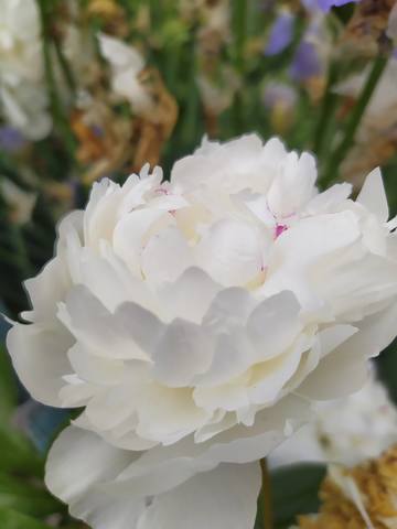 Чайная беседка