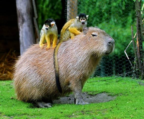 Эти забавные животные