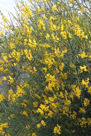 Чайная беседка