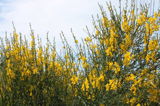 Чайная беседка