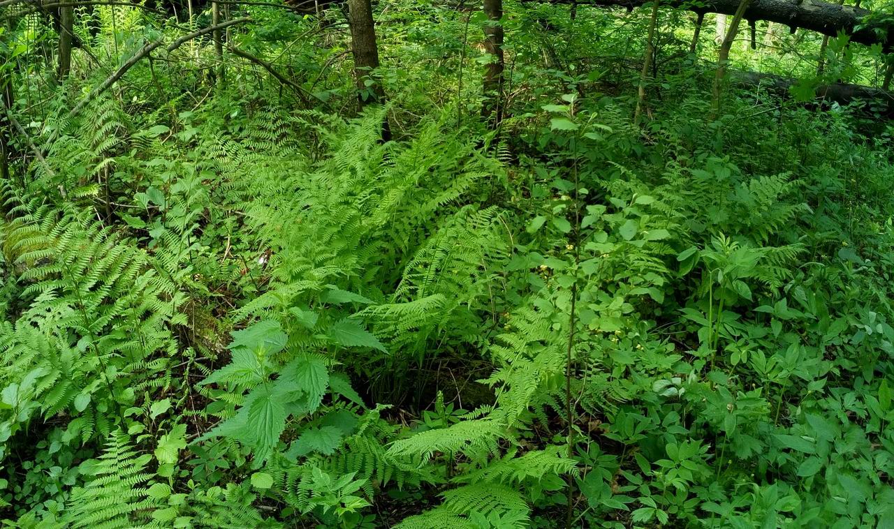 Resize of Панорама без названия3 Resize of Панорама без названия3