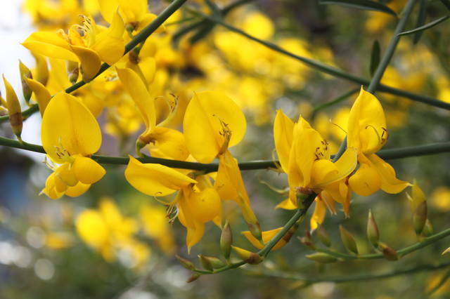 Чайная беседка