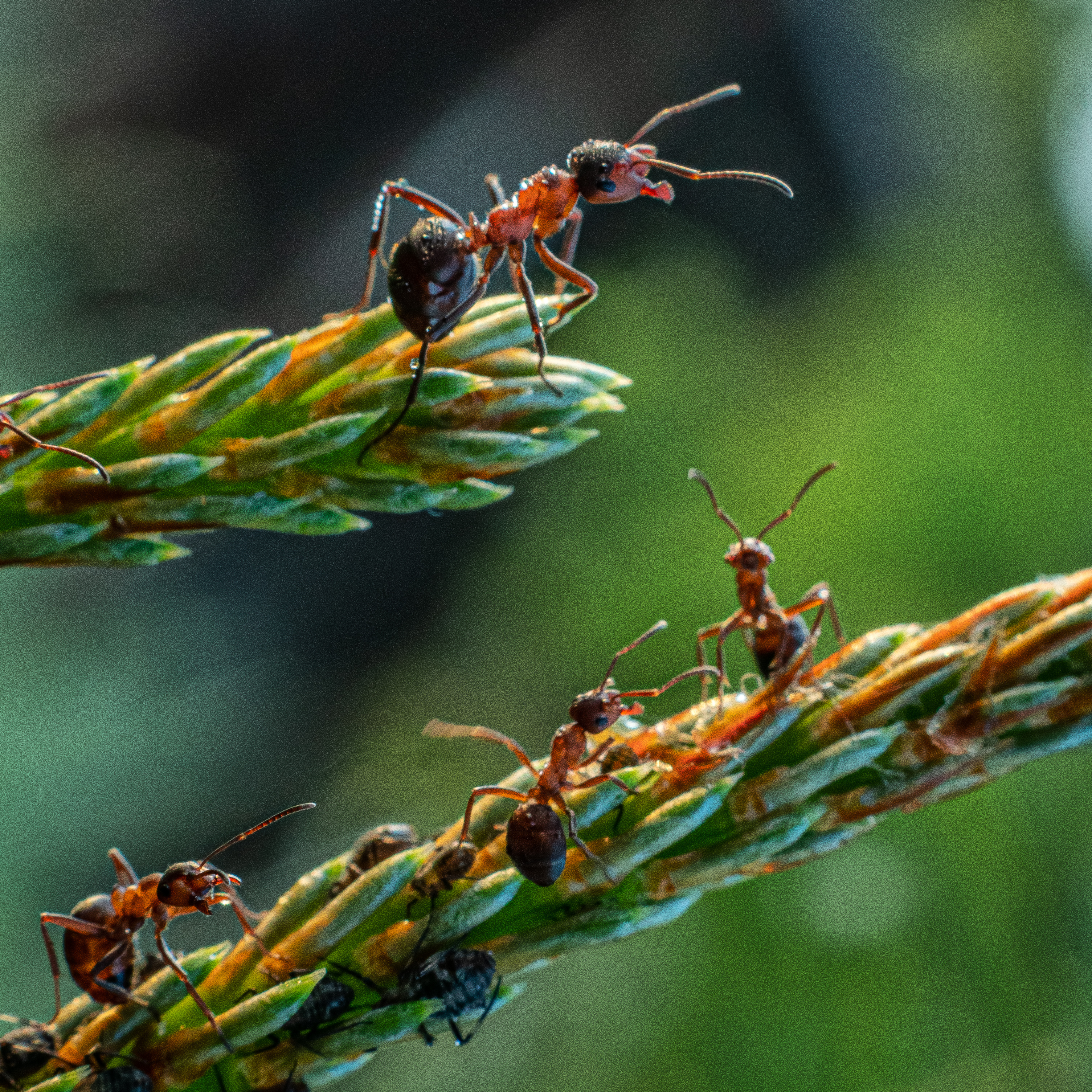 муравей FOK6709-1
