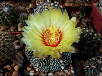 VFL.RU - ваш фотохостинг