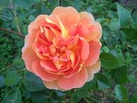 VFL.RU - ваш фотохостинг