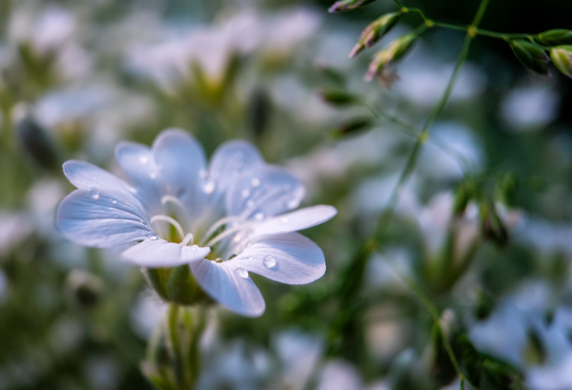 цветок белый FOK7660-1