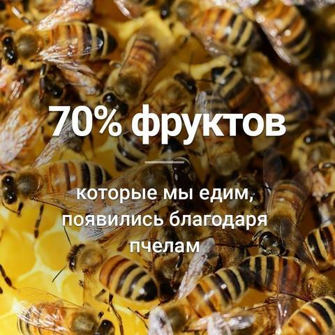 Пчёлки очень любят мёд