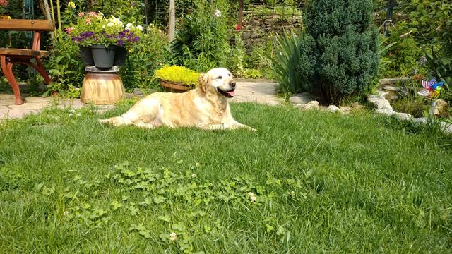 Публикувано изображение