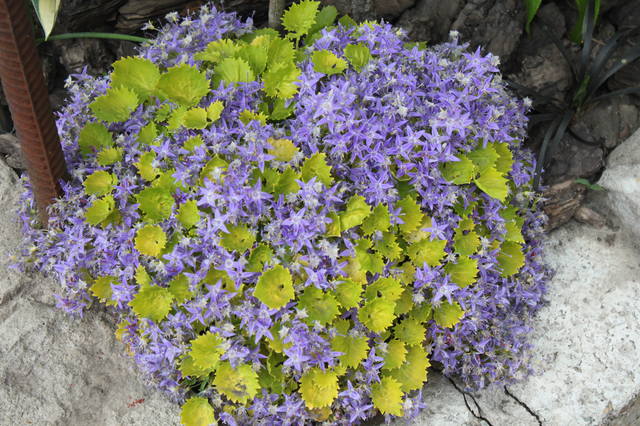 Чайная беседка