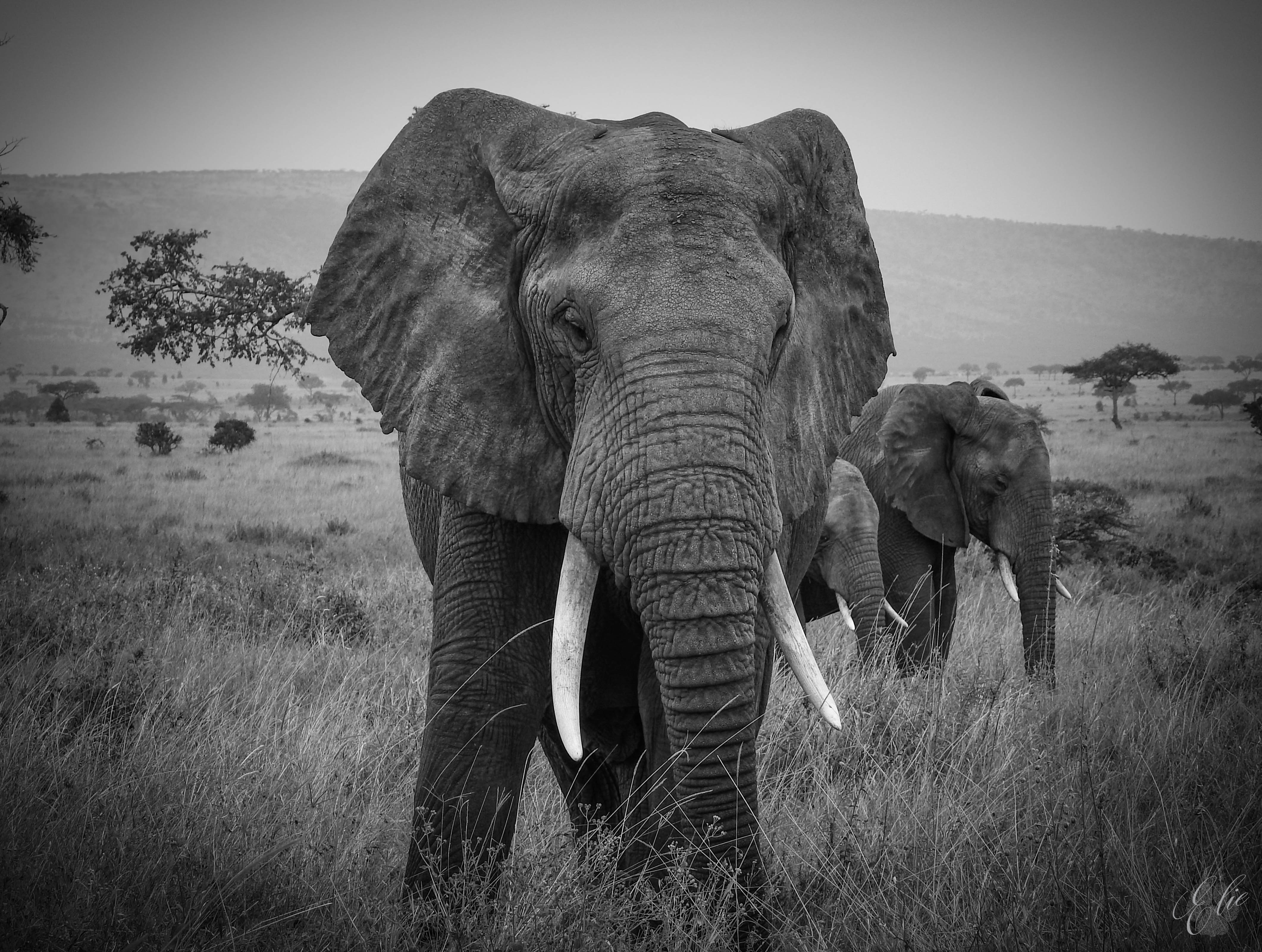 BULL AFRICAN ELEPHANT Magnificent presence. Serengeti plains.