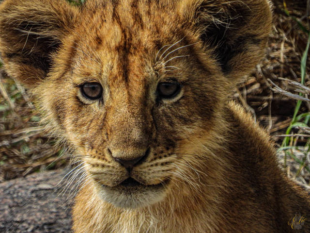 GOOD MORNING SIMBA! This little simba was watching other siblings playing between the protection of the kopje and his mother about 40 feet away. They would run between cuddling and suckling with her, under the shade of an acacia, to frolicking in and around the rocks. He even let out an early vocalization that sounded much like a domestic cat - completely fascinating!