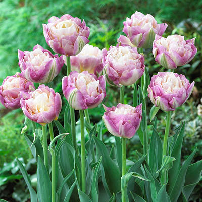 Свит Дизаер 75 руб