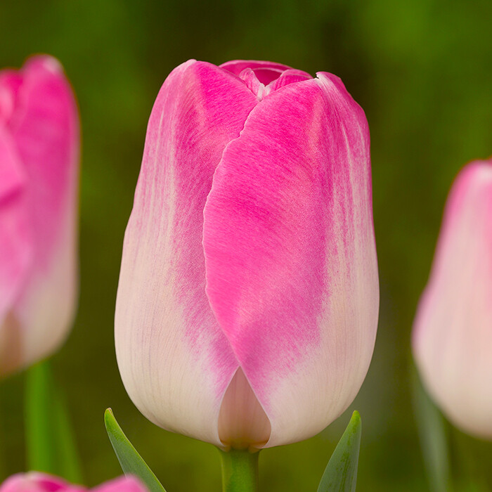 УПЕРМОДЕЛЬ упаковка 10 луковиц 440 руб ЗАКАЗЫВАТЬ ТОЛЬКО УПАКОВКОЙ