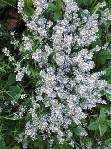 Чайная беседка