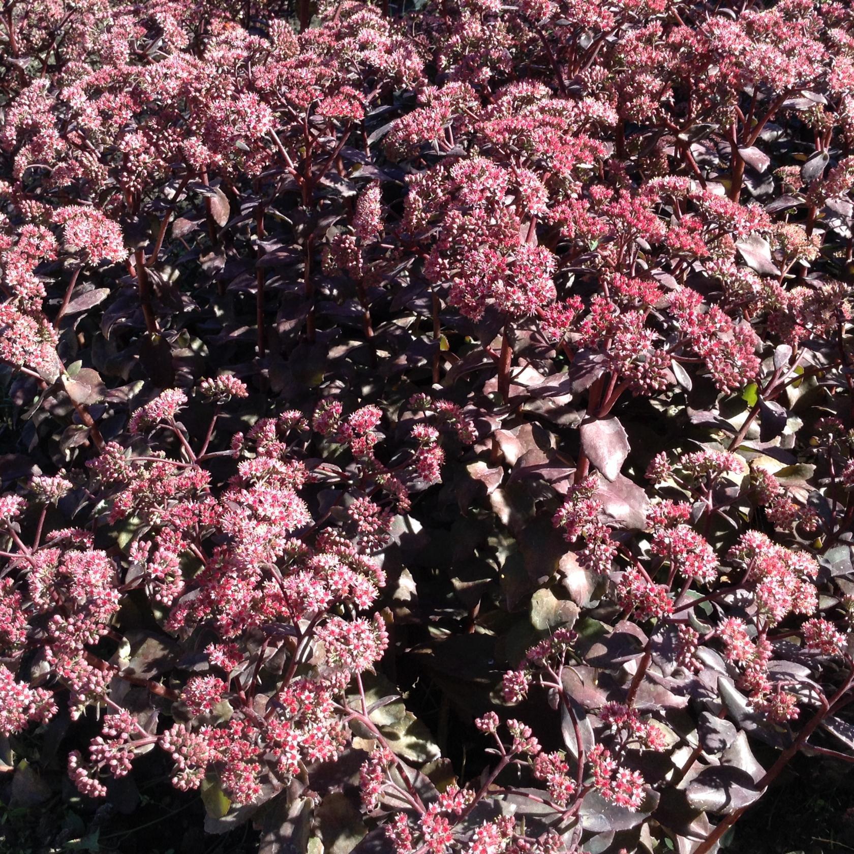 Седум Имперор 300 р